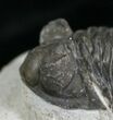Large Coltraneia Trilobite - Huge Eyes #4115-4